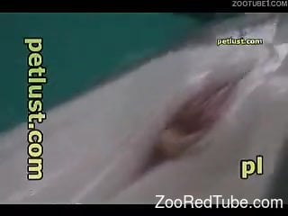 Playful dolphin is getting stimulated by perverted man with cam
