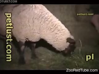 Sensual farmer drills his lovely sheep in doggy style pose