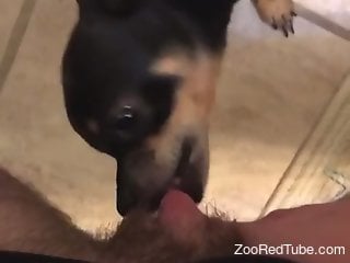 Dog bites woman's vagina after licking it