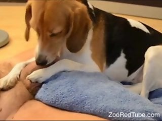 Beagle licks owner's cock when he's masturbating on cam