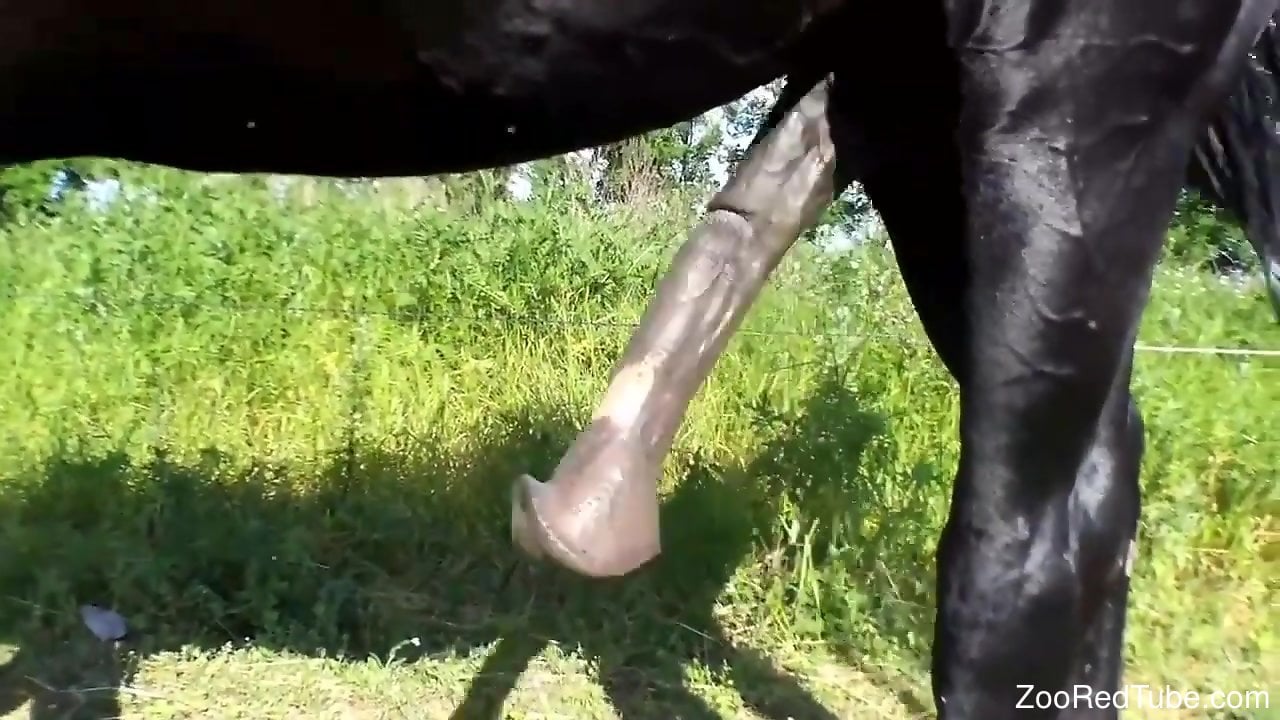 animalsex src horse Horse cock is beautiful thing that throbs a lot