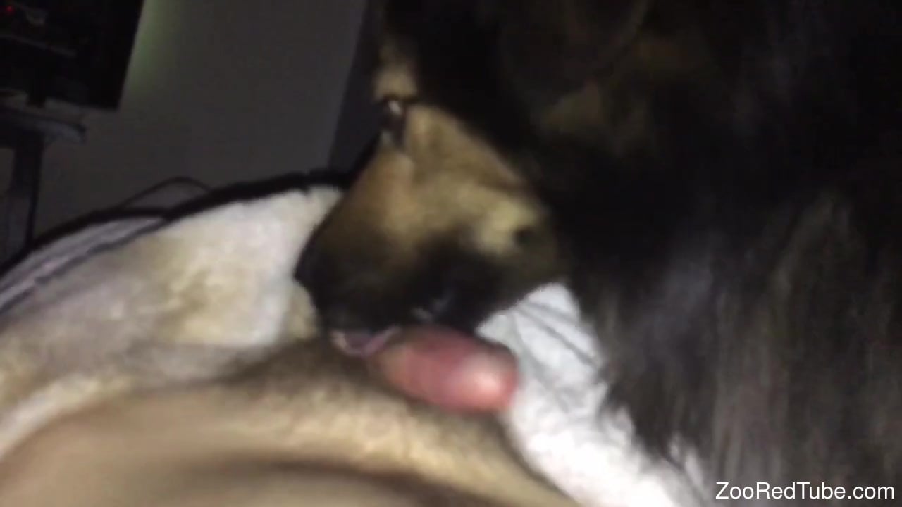 Aroused man lets the furry dog lick his penis in a kinky way