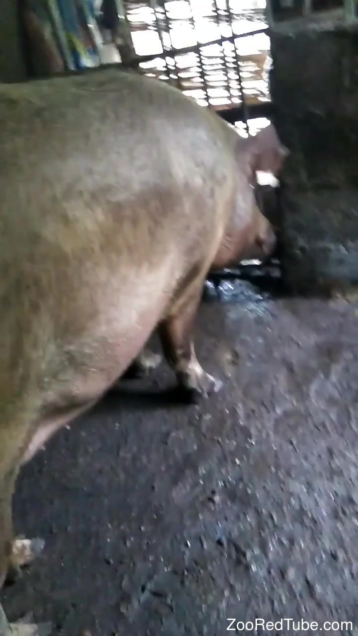 zoosex boar Wild boar gets to enjoy the hot zoophilia session