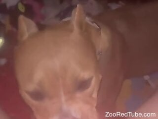Dog licks man's erect penis and makes him come like never before