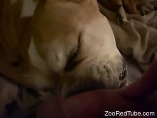 Dog licks man's entire cock and makes him feel amazing