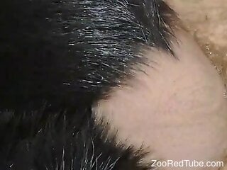 Insolent man loudly pushes the monster dick in the dog's pussy
