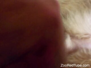 Horny male inserts cock in the dog's furry pussy during intense XXX