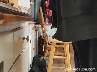 Dog licks the man's hairy balls and sniffs his ass