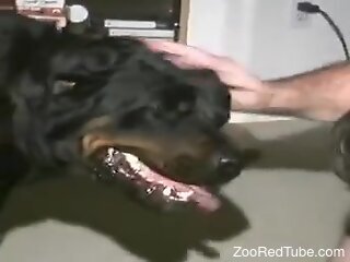 Horny man wants the dog's big tool in his tight ass
