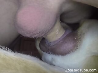 Naked male inserts cock in dog's small vagina