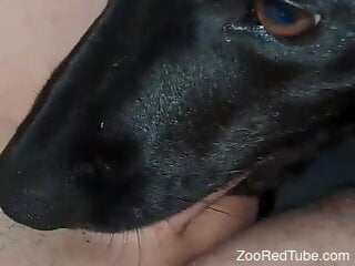 Dog licks man's dick and engulfs it in sloppy modes while being filmed