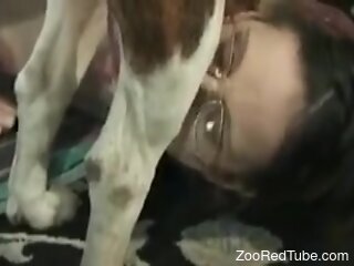 Amateur with perky tits plays sensual with the dog dick in her mouth