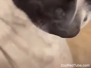 Dog licks the woman's wet clit in very sloppy modes