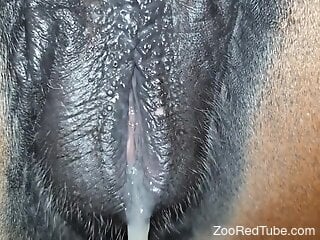 Energized male keeps fucking the female horse until the last drops