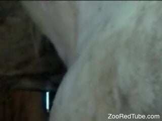 Zoo fisting fuck session with a horse