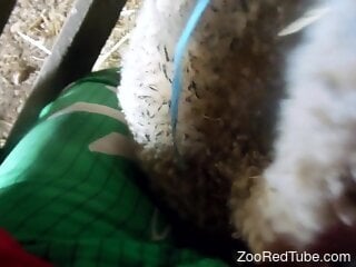 Perverted zoophilia porn video extravaganza