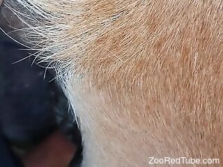 Close-up amateur zoo fucking of a dog's cunt