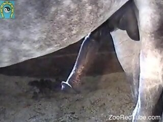 Close-up zoo porn footage of horse dick