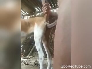 Perverted dude is fucking brains out of his dog