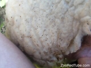 Perverted dude is fucking a sheep outside