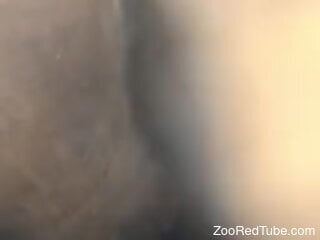 Close-up homemade footage for zoo porn tube