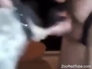 Zoophile trained his dog to give blowjobs