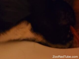 Dog licks a mans dick in the toilet