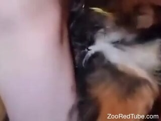 Insolent man fulfills his sexual desires by fucking the dog
