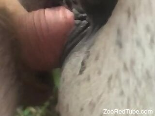 Zoophile is busy having hot bestiality outdoors