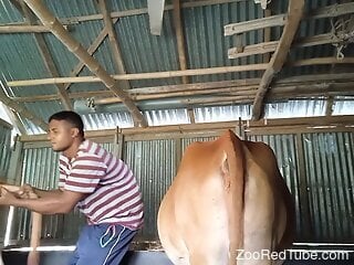 Farmer boy wants to try heavy zoophilia sex with the cows