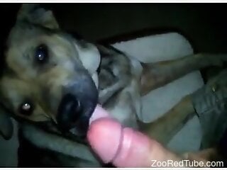 Insolent man completes his dirty lust with the dog