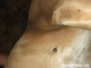 Amateur man inserts cock in the dog's ass for surreal anal