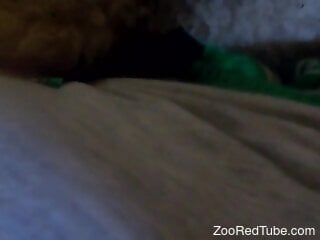 Amateur man sticks his big dick deep in a farm animal's ass