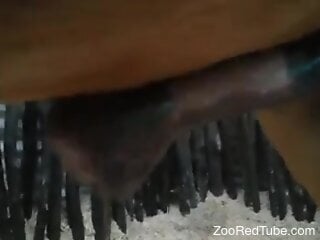 Nude male craves sex with this horse's huge cock