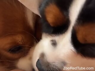 Solo woman loves it when the puppies lick her clit