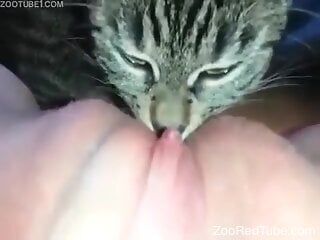 Grey cat is licking wet pussy of a bitch in zoo porn
