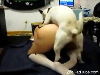 Curvy female enjoys dog dick down the muff in sexy positions