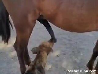 Dog licks the horse's cock in sloppy modes