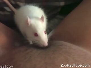 White mouse is taking part in a kinky zoo porn