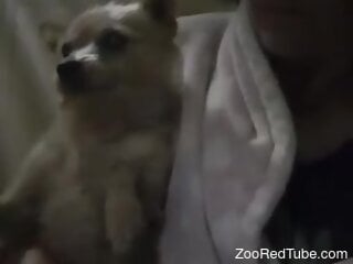 Little doggie is about to engage in zoo sex