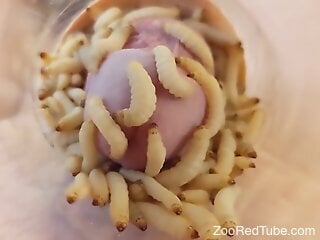 Zoophile cums after covering his cock with larvae