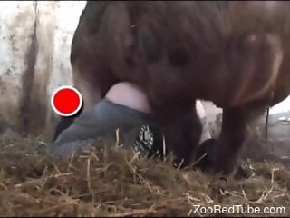 Big swine fucks woman in the ass and impregnates her