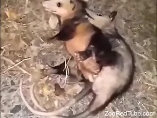 Opossums fuck in front of a guy who finds it very exciting