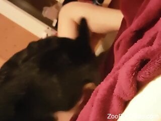 Steady dog licking perversions cause hot woman unique pleasure