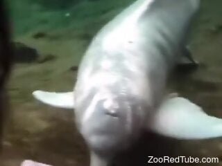 Amateur guy experiences underwater zoophilia with a dolphin