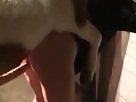 XXX Bestiality Sex