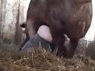 100% Free ZOO sex videos