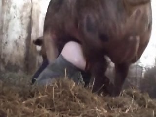 Free bestiality and zoophilia porn