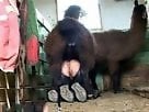 Free Zoo porn tube