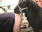 Bestiality porn tube